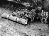 Tiger Cubs