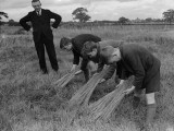 Wartime Harvest