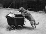 Canine Nurse
