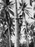 Filipino Man Climbing Tree Trunk of Coconut Palm To Harvest Coconuts, Near Manila