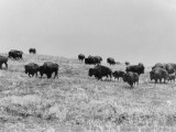 Wild Bison