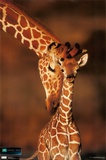 Planet Earth - Giraffe