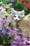 Kitten - Stones
