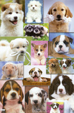 Buy Puppies 2 at AllPosters.com