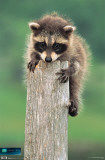 Planet Earth - Racoon