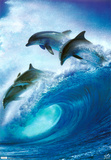 Dolphin - Into the Blue
