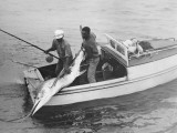 Swordfish Catch