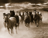 Buy Running Horses at AllPosters.com