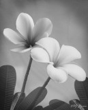Plumeria II