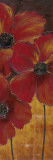 Midnight Poppy II