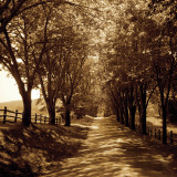 Buy Ash Lawn I at AllPosters.com