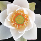 Lotus II