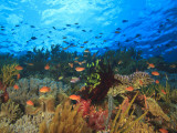 Schooling Anthias Fish, Wetar Island, Banda Sea, Indonesia