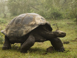 Galapagos Giant Tortoise With Tui De Roy Near Alcedo Volcano, Isabela Island, Galapagos Islands