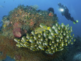 Diver and Schooling Sweetlip Fish Next To Reef, Raja Ampat, Papua, Indonesia