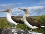 Blue-Footed Booby Courtship, Punta Cevallos, Espanola Or Hood Island, Galapagos Islands, Ecuador