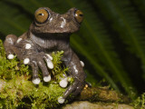 Tapichalaca Tree Frog, Tapichalaca Biological Reserve, Zamora-Chinchipe, Ecuador
