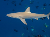 Galapagos Shark Off of Wolf Island, Galapagos Islands, Ecuador