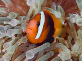 Anemonefish Among Poisonous Tentacles, Raja Ampat, Indonesia