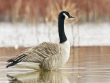 Canada Goose Standing in a Still Marsh