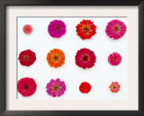 Pinks and Reds on White, Zinnia Family