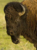 Buy Bison Bull at the National Bison Range, Montana, USA at AllPosters.com