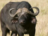 Cape Buffalo, Masai Mara National Reserve, Kenya