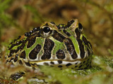Pacman Frog Or South American Horned Frog