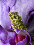 Close-Up of Mossy Tree Frog on Flower, Vietnam