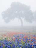 Field of Bluebonnets and Paintbrush on Foggy Morning, Texas, USA