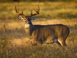 White-Tailed Deer in Autumn, South Texas, USA