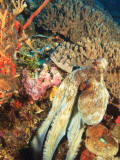Close-Up of Octopus on Reef, Wetar Island, Banda Sea, Indonesia