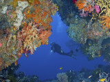 Diver Inspects Reef, Raja Ampat, Papua, Indonesia
