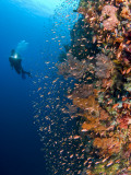 Buy Diver With Light Next To Vertical Reef Formation, Pantar Island, Indonesia at AllPosters.com