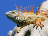 Close-Up of Male Iguana on Tree, Lighthouse Point, Florida, USA