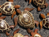 Souvenirs, Kona, Hawaii, USA