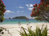 Pohutukawa Tree in Bloom and Hahei, Coromandel Peninsula, North Island, New Zealand