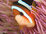 Anemonefish, Tukang Besi/Wakatobi Archipelago Marine Preserve, South Sulawesi, Indonesia