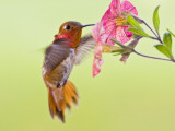 Rufous Hummingbird Feeding in a Flower Garden, British Columbia, Canada