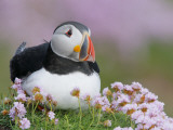 Atlantic Puffin and Sea Pink Flowers, Saltee Island, Ireland