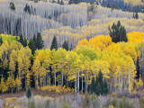 Gunnison National Forest, Colorado, USA