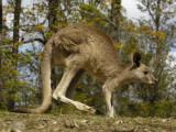 Eastern Grey Kangaroo at Queensland, Australia