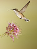 Ruby-Throated Hummingbird Feeding at Rocky Mountain Bee Plant Flower, South Texas, USA
