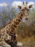Giraffe Lying Down, Loisaba Wilderness, Laikipia Plateau, Kenya