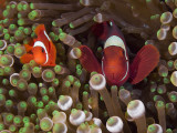 Buy Two Clownfish Among Anemone Tentacles, Raja Ampat, Indonesia at AllPosters.com