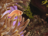 Anemonefish, Tukang Besi/Wakatobi Archipelago Marine Preserve, South Sulawesi, Indonesia