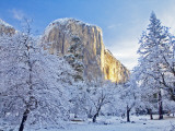 Sunrise Light Hits El Capitan Through Snowy Trees in Yosemite National Park, California, USA