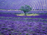 Lavender Fields, Vence, Provence, France
