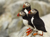 Atlantic Puffins on Machias Seal Island Off the Coast of Cutler, Maine, USA