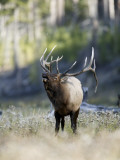 Elk in the Rut and Bugling, Yellowstone National Park, Wyoming, USA
